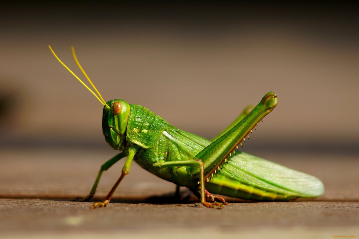 Радужный кузнечик Dactylotum bicolor