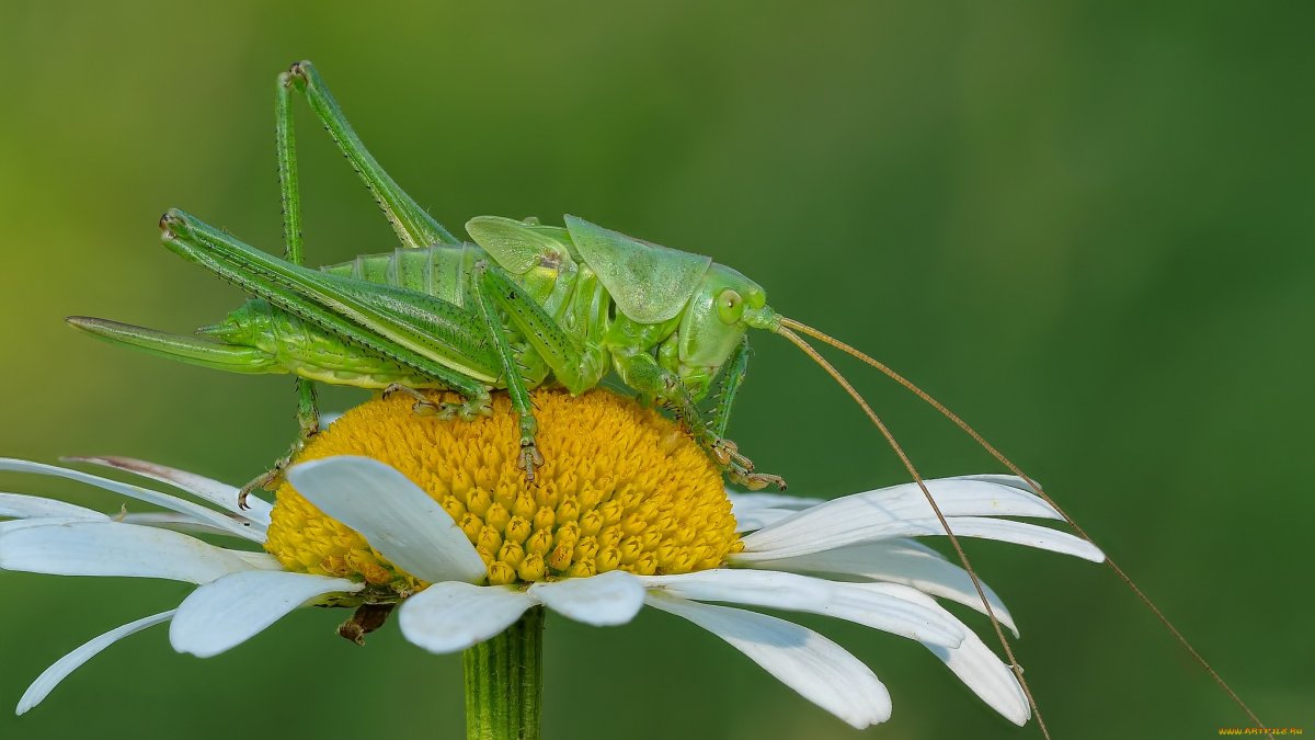 Кузнечик на ромашке