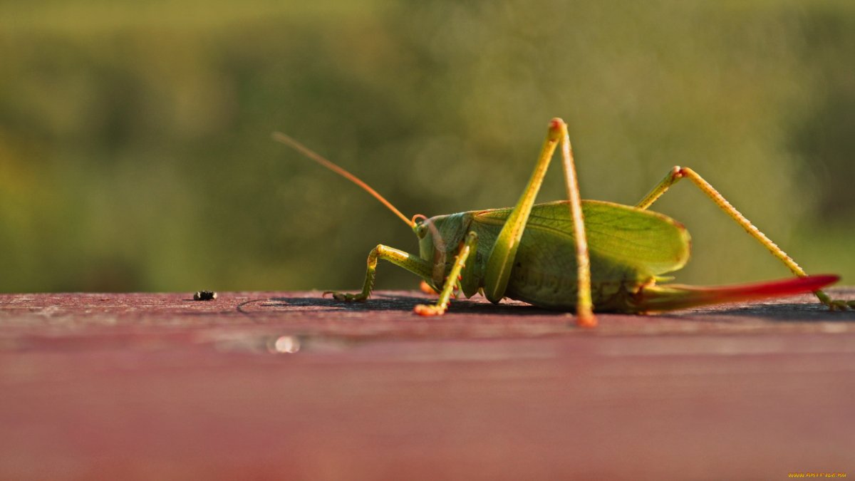 Наранча рабочий стол