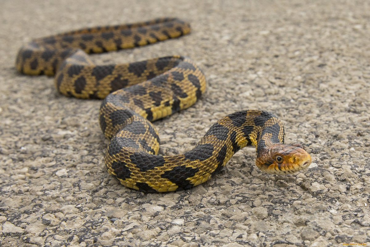 Хуанлун дракон мифология