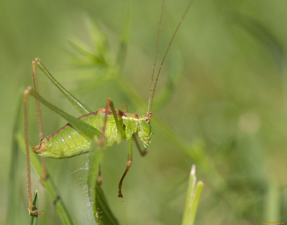 Кузнечик с длинными усами
