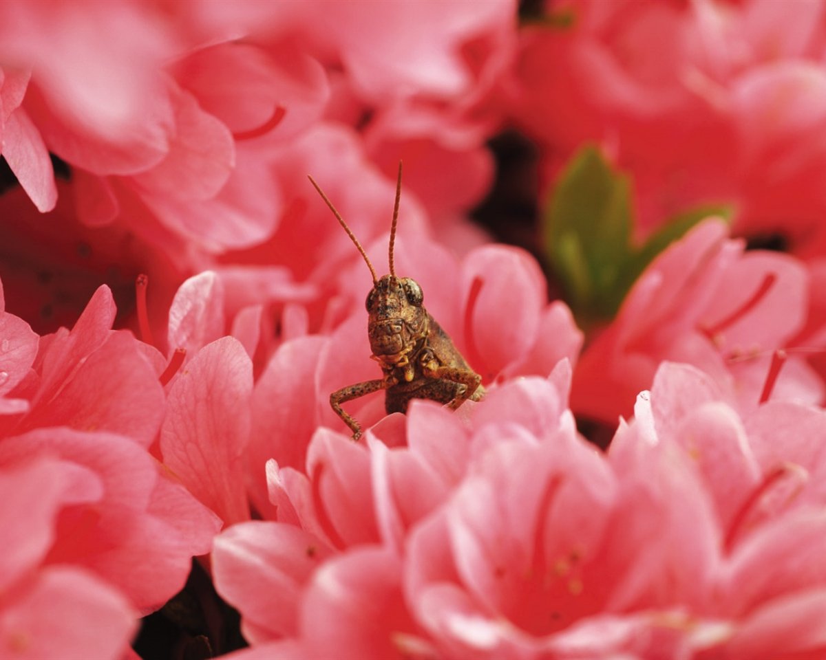 Кузнечик на цветах