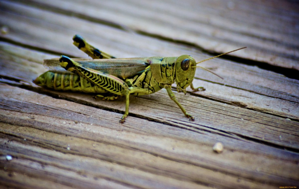 Саранча из дерева