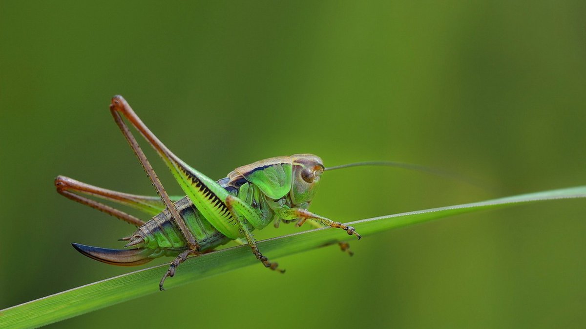 Кузнечик зеленый палочник