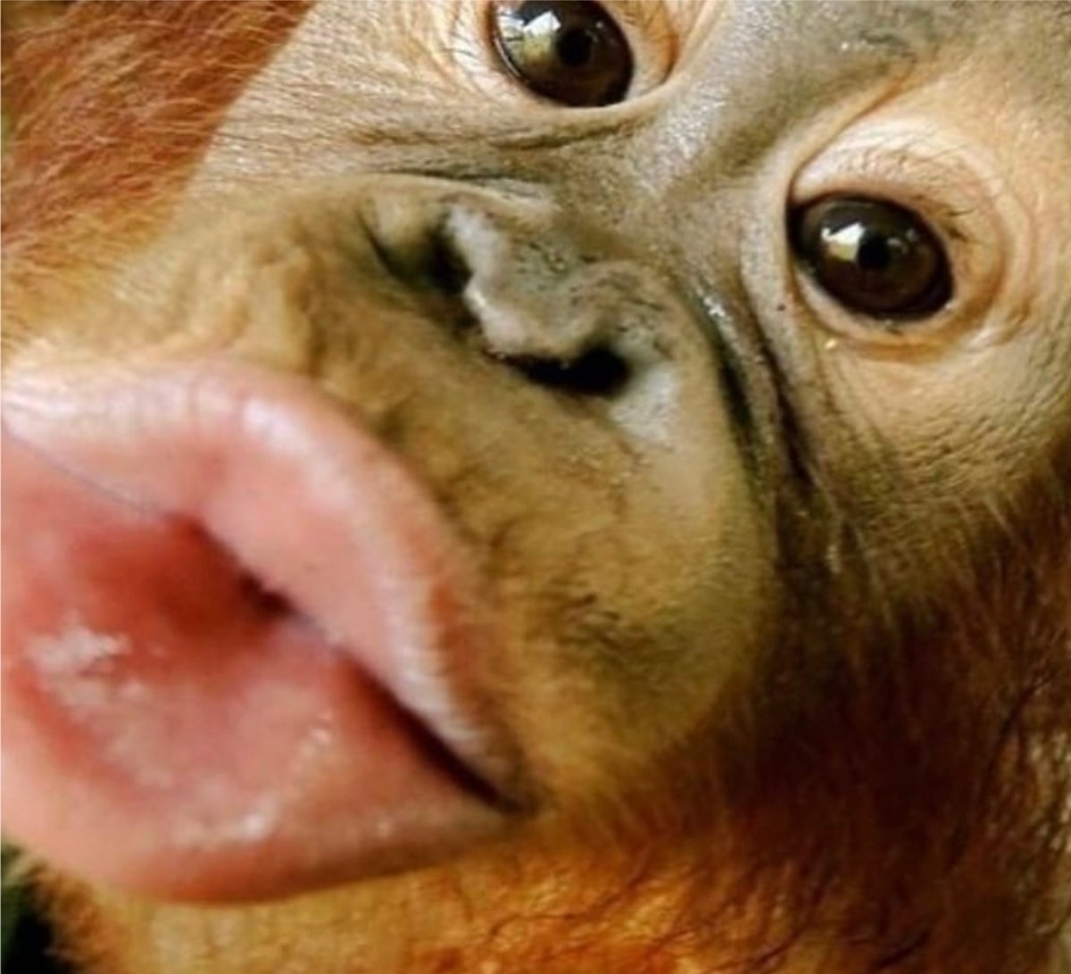 Смешной поцелуй