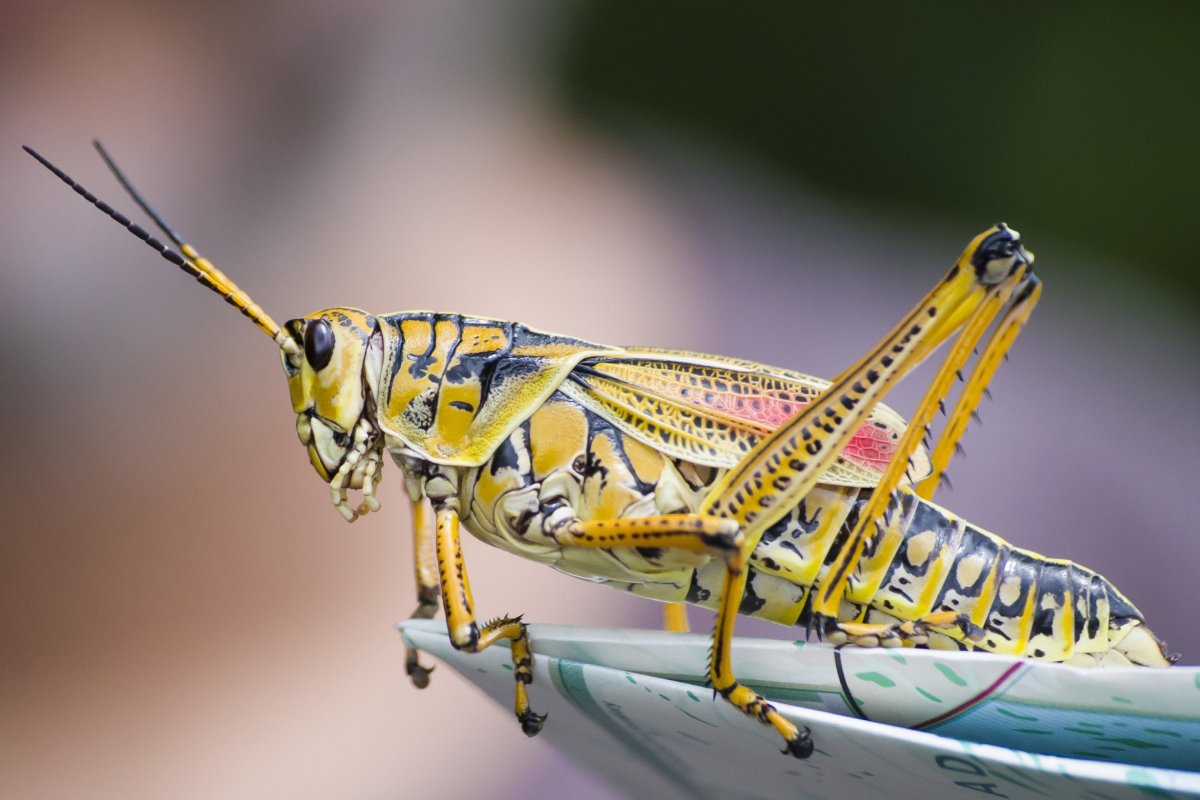 Кузнечик амбликорифа