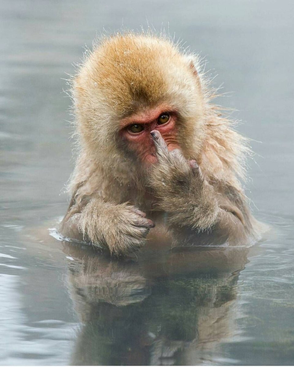 Стрижка под мартышку