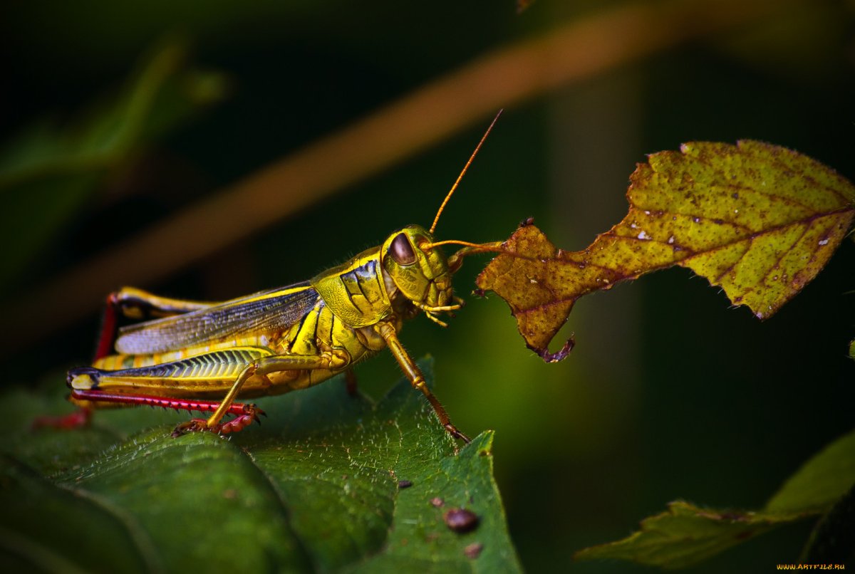 Желтая Саранча