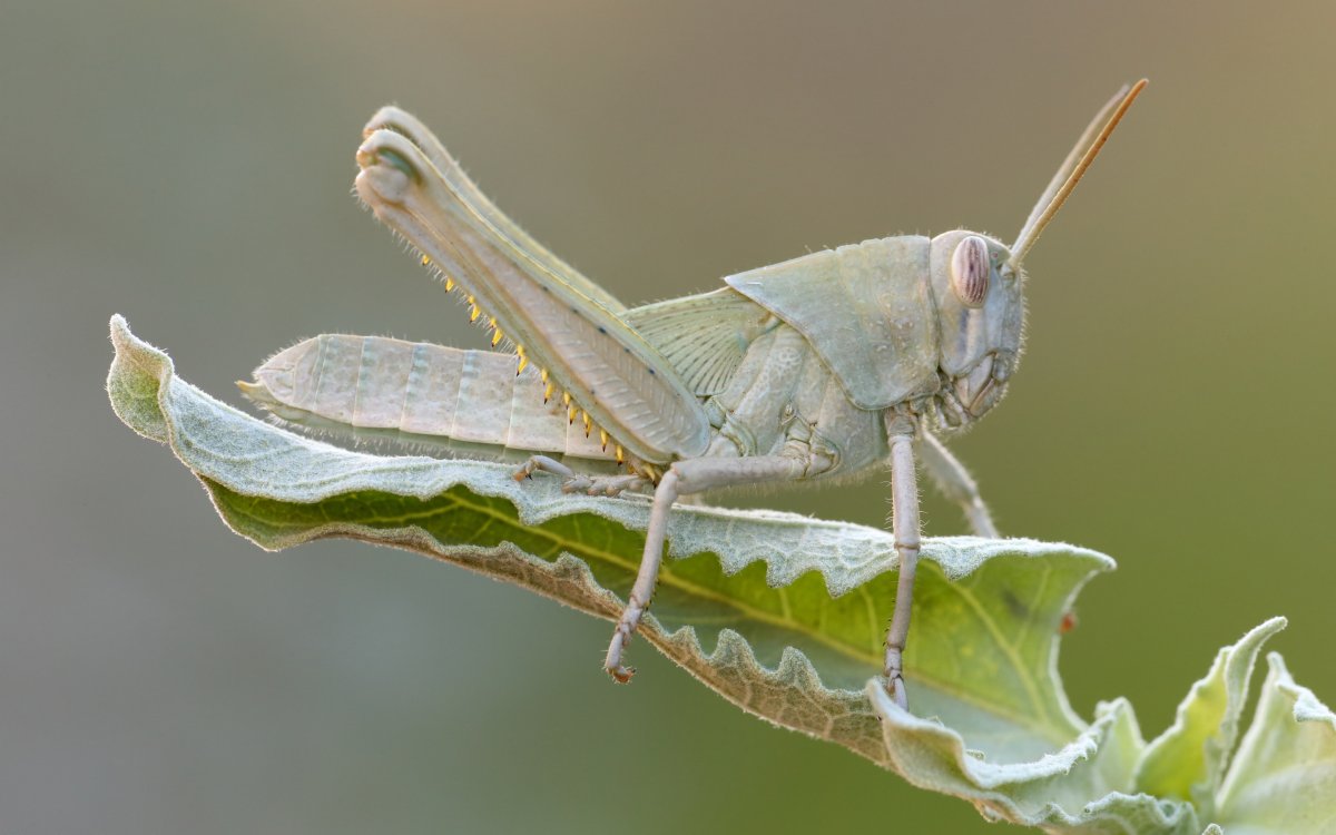 Кузнечик мормон