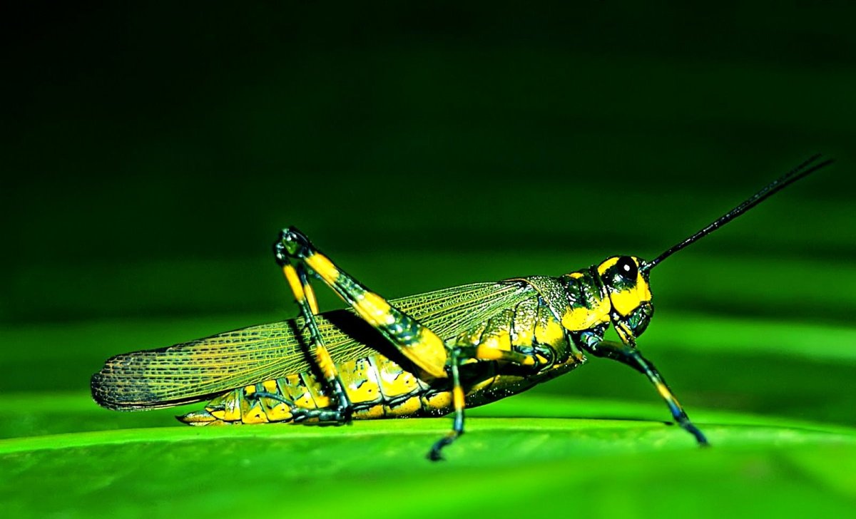 Насекомые Курганской области