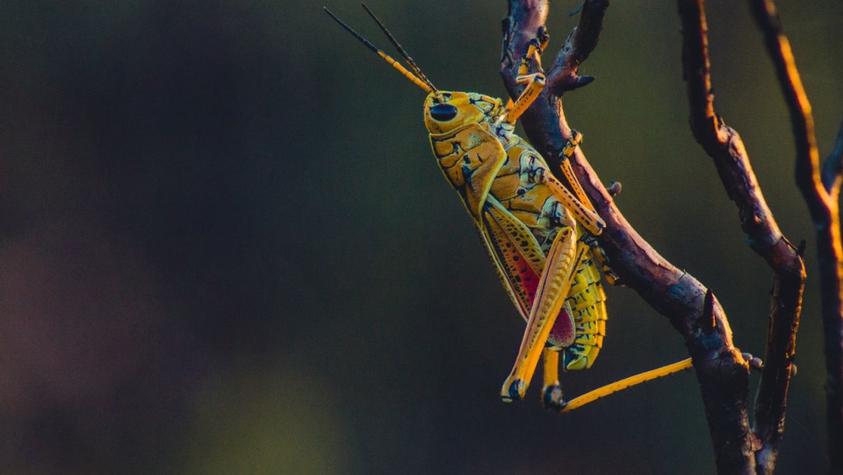 Насекомые кузнечик саранчи