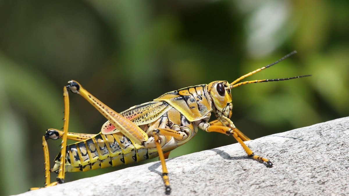 Пустыня стрекот кузнечиков