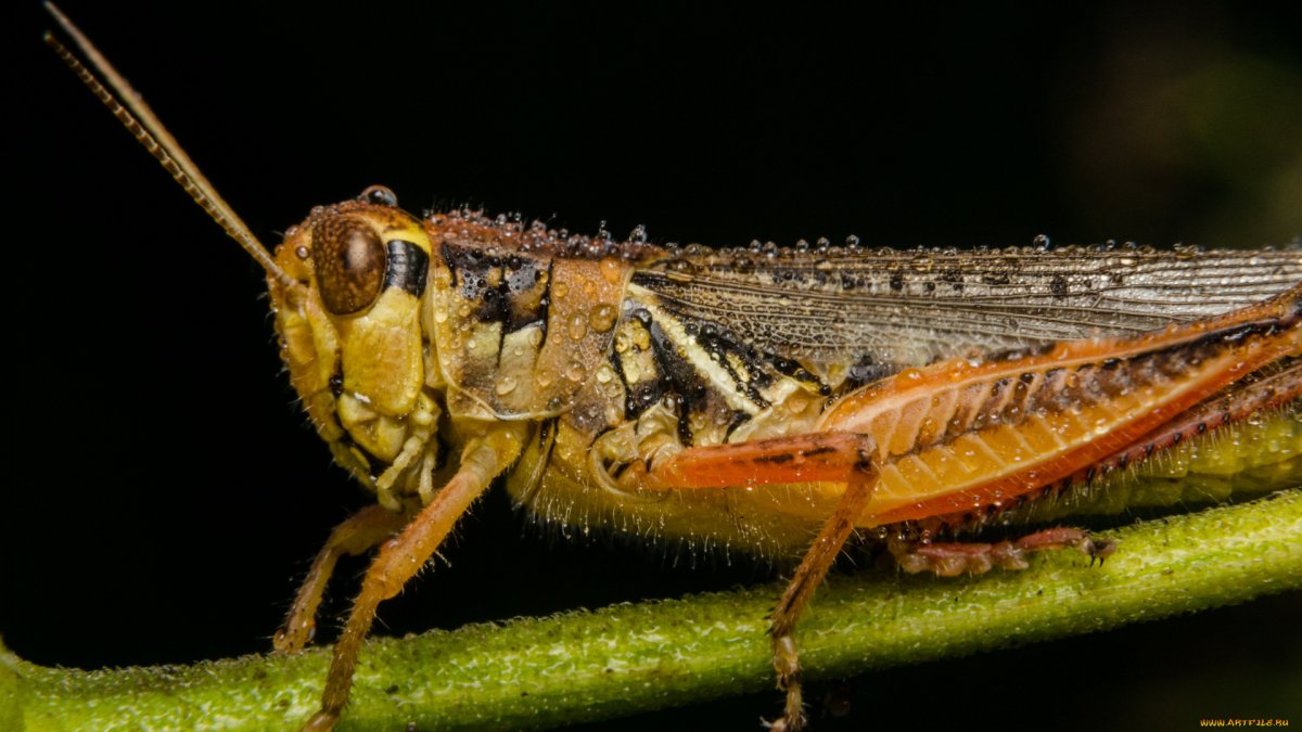 Саранча обои