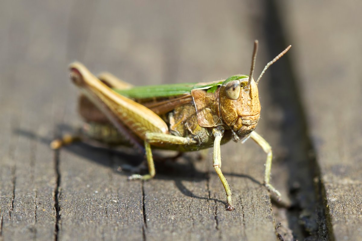 Мадагаскарский кузнечик