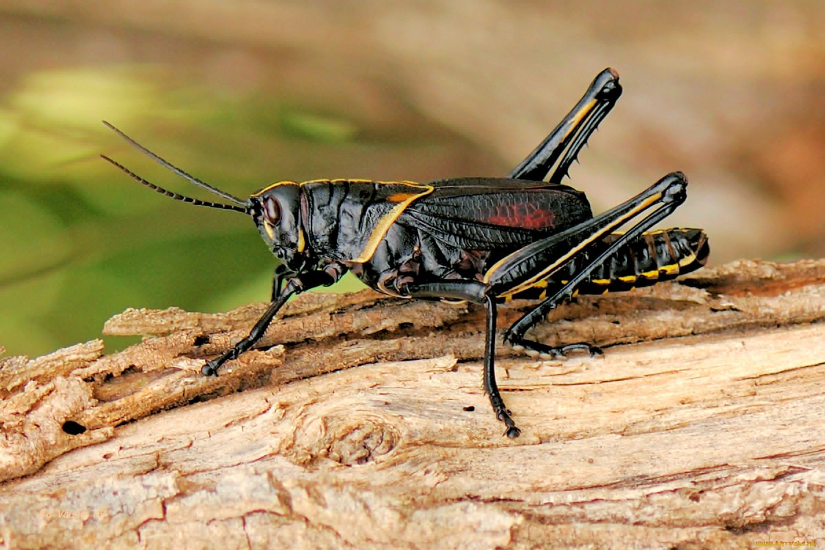 Саранча и кузнечик