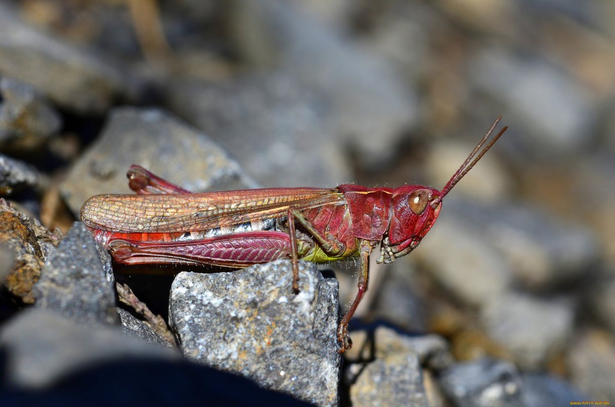 Кобылка красная