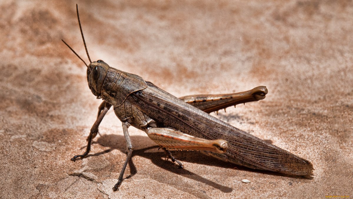 Саранча кобылка коричневая