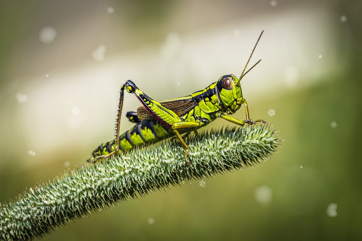 Кузнечик амбликорифа