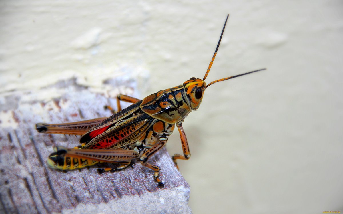 Саранча с усиками