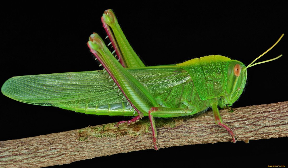 Черная Саранча