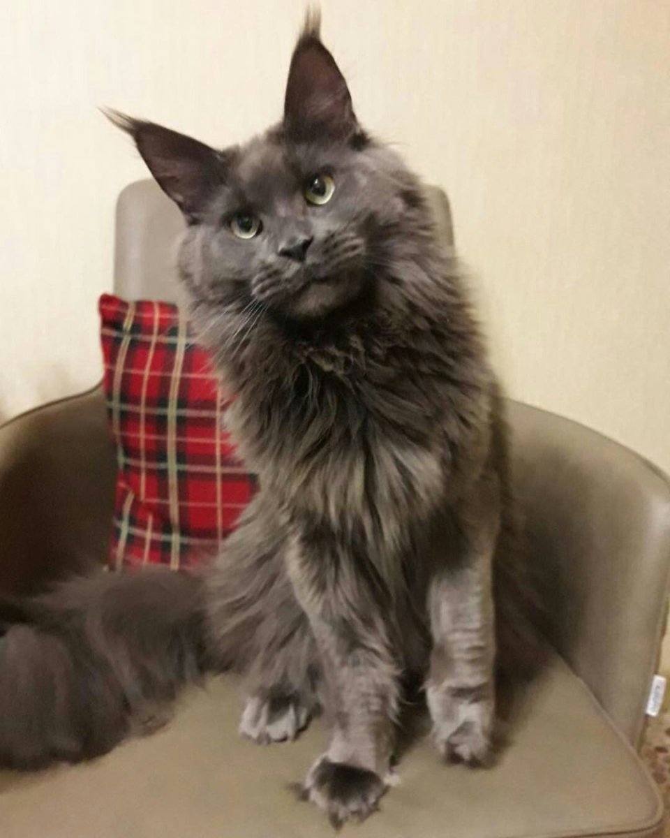 Чёрный Мейн кун при линьке