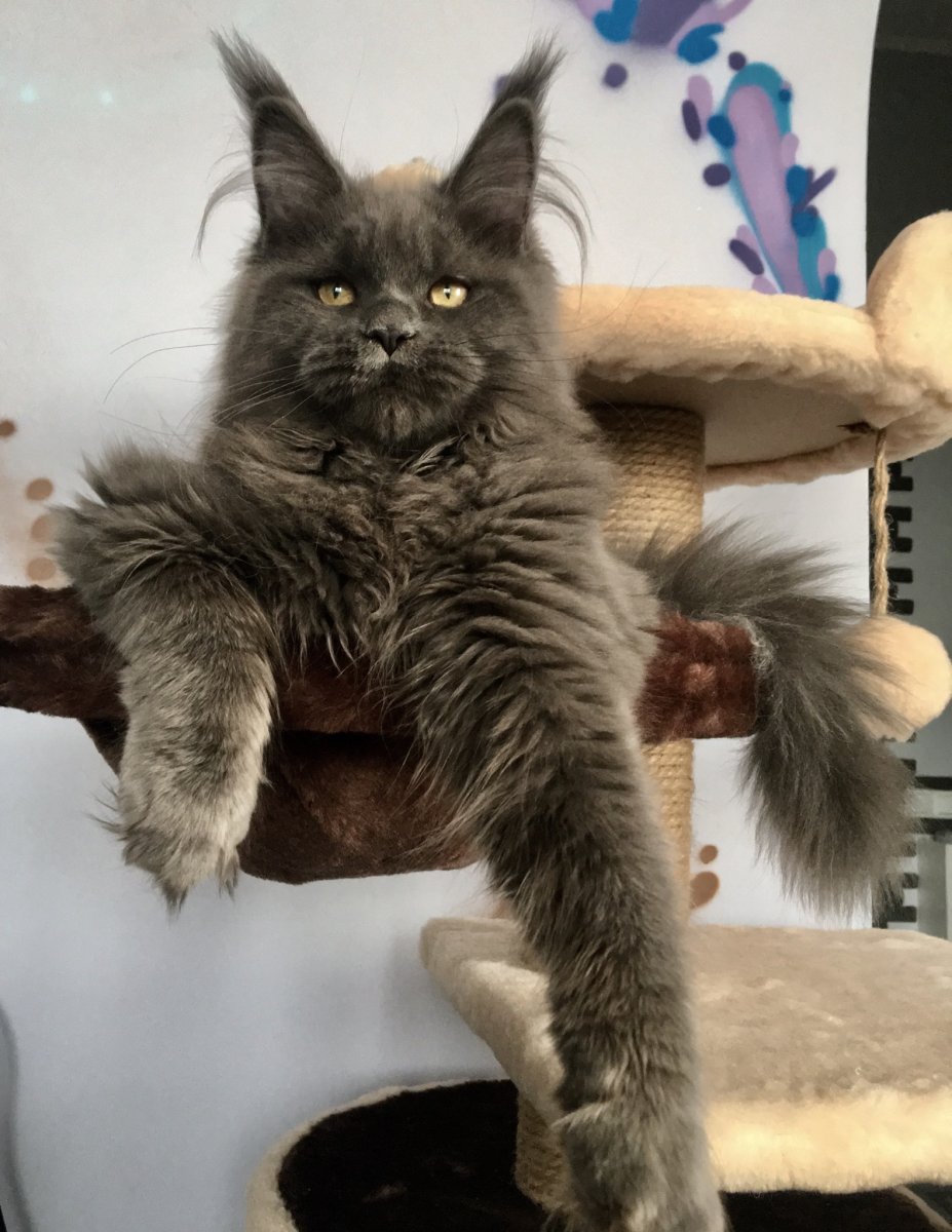 Курдюк у Мейн куна