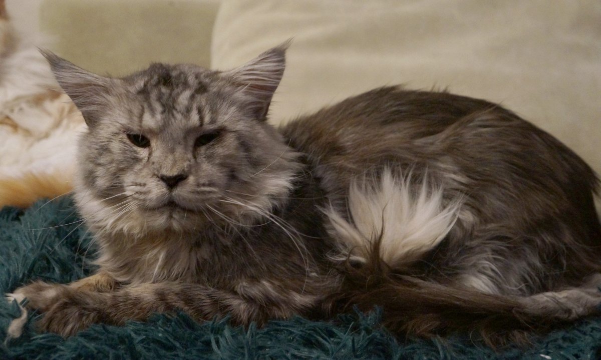 Лапы Мейн куна