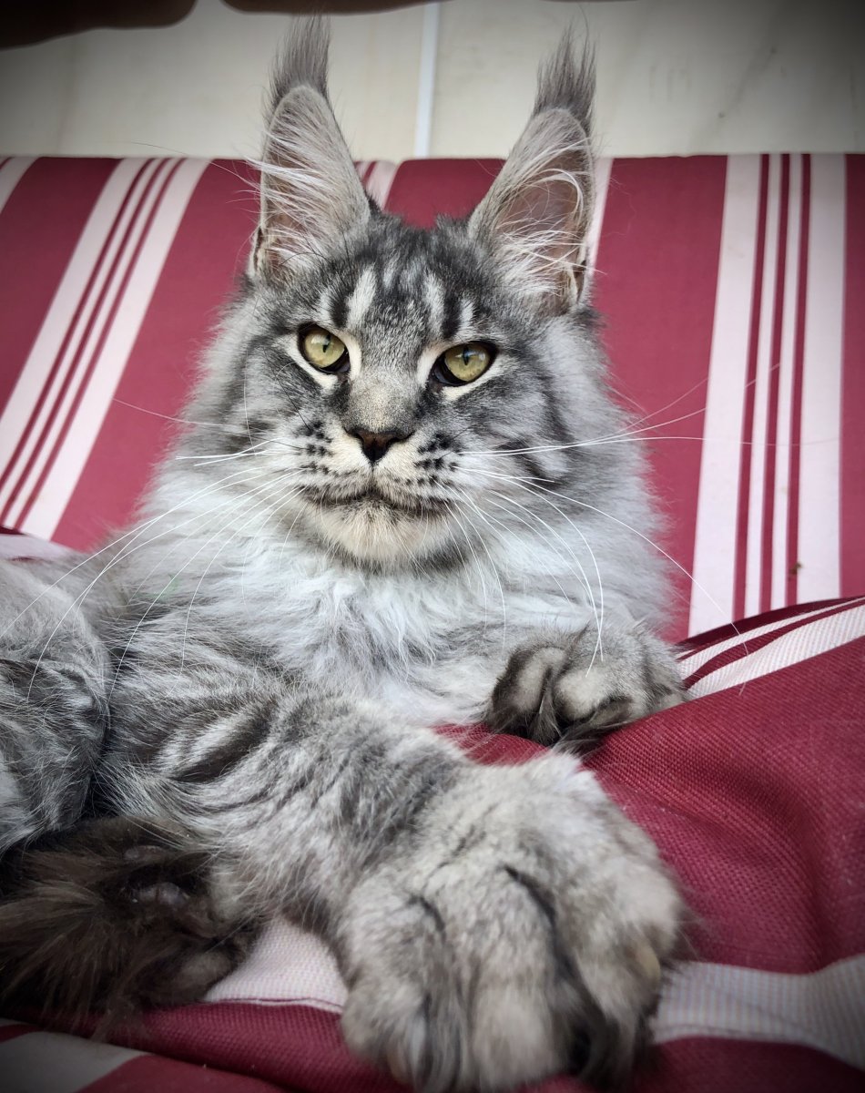 Стрижка кота под дракона