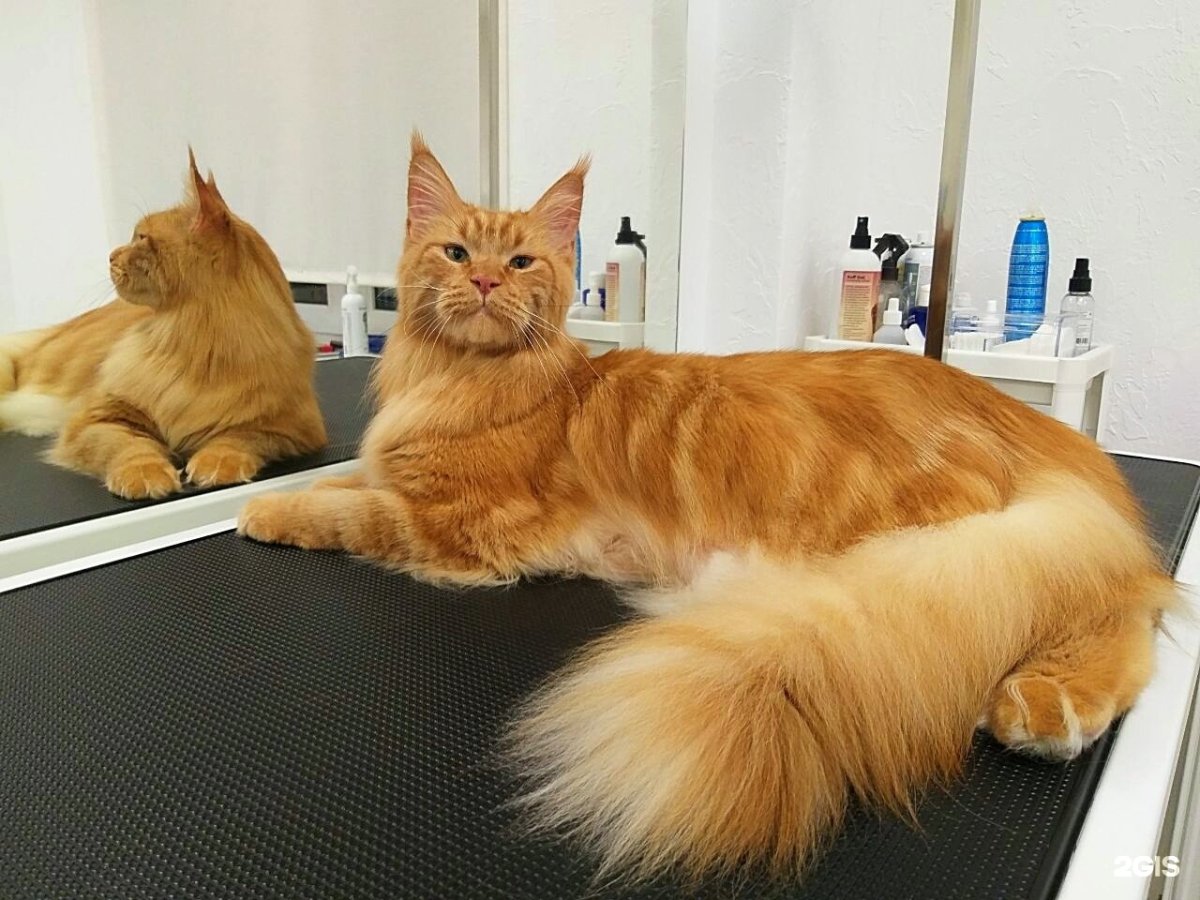 Подстрижка Мейн кунов