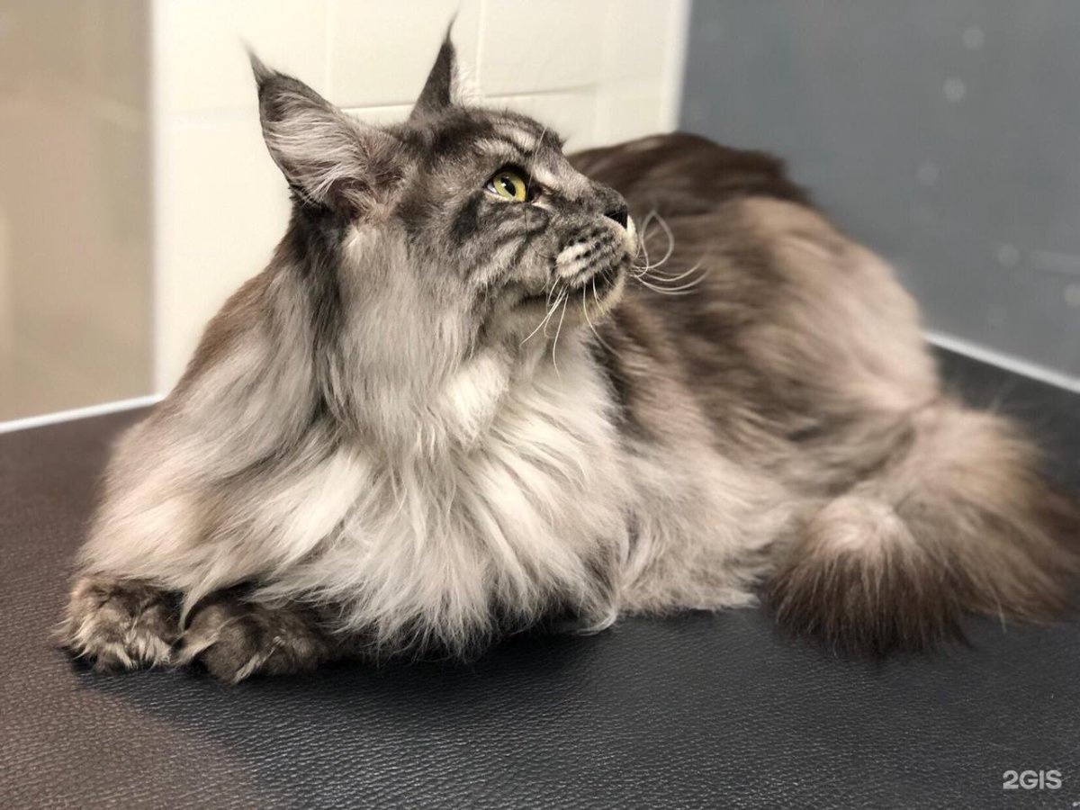 Грумминг Мейн кунов