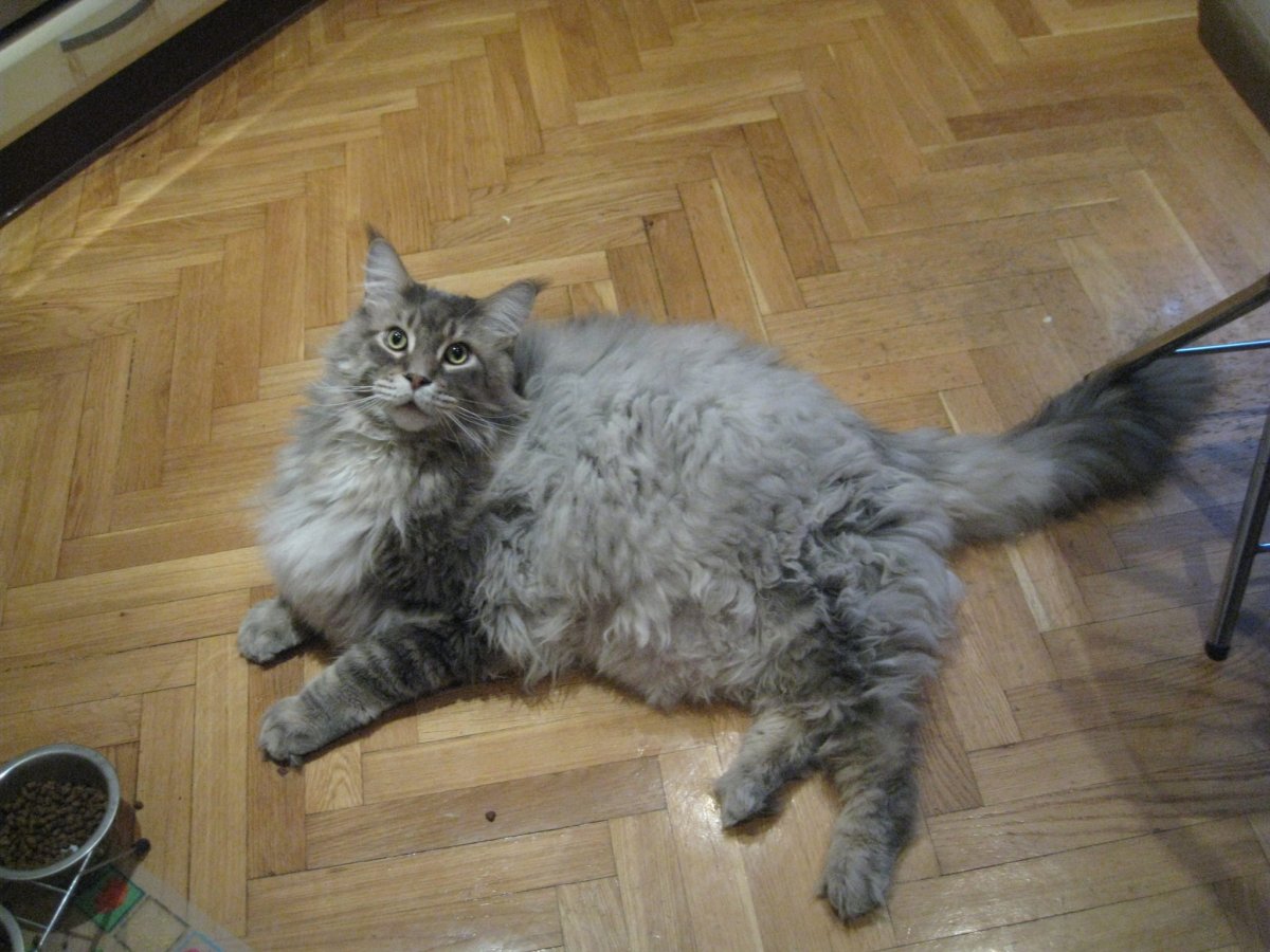 Мейн кун стрижка Лев