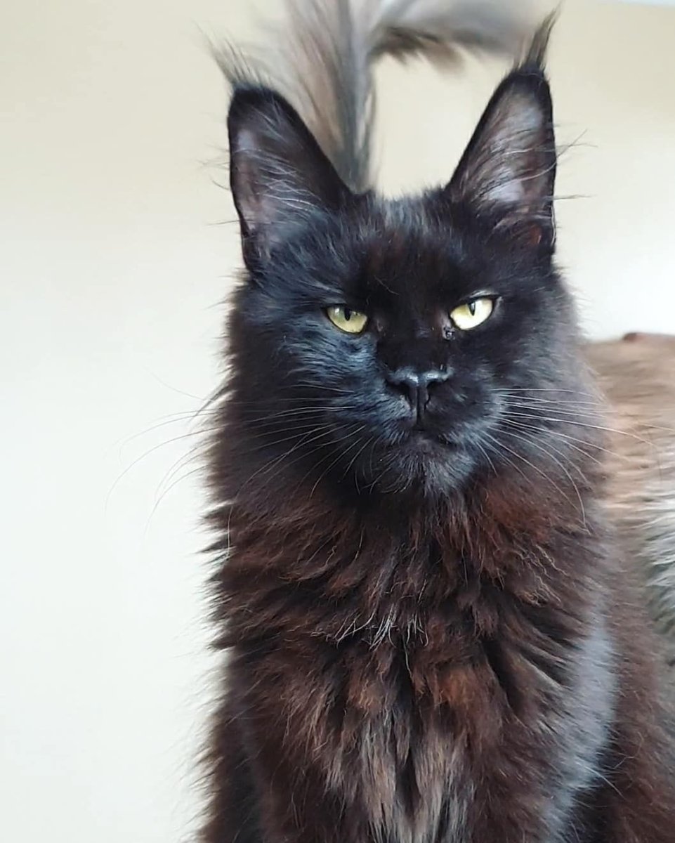 Мейн кун гетерохромия