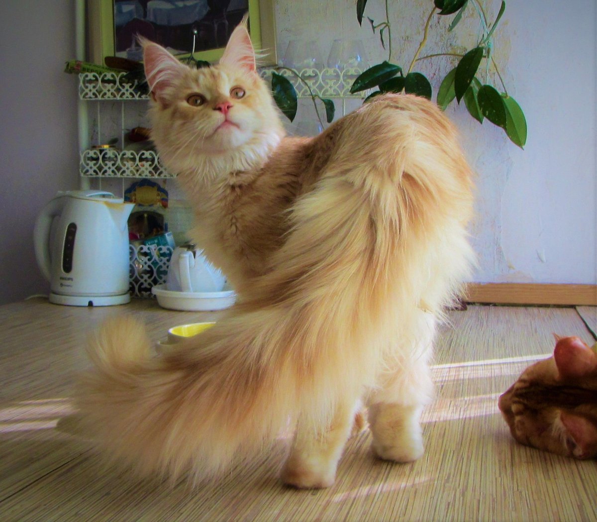 Гигантские коты Мейн кун