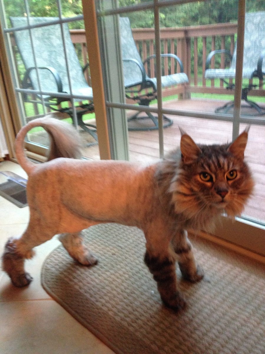 Кот Мейн кун