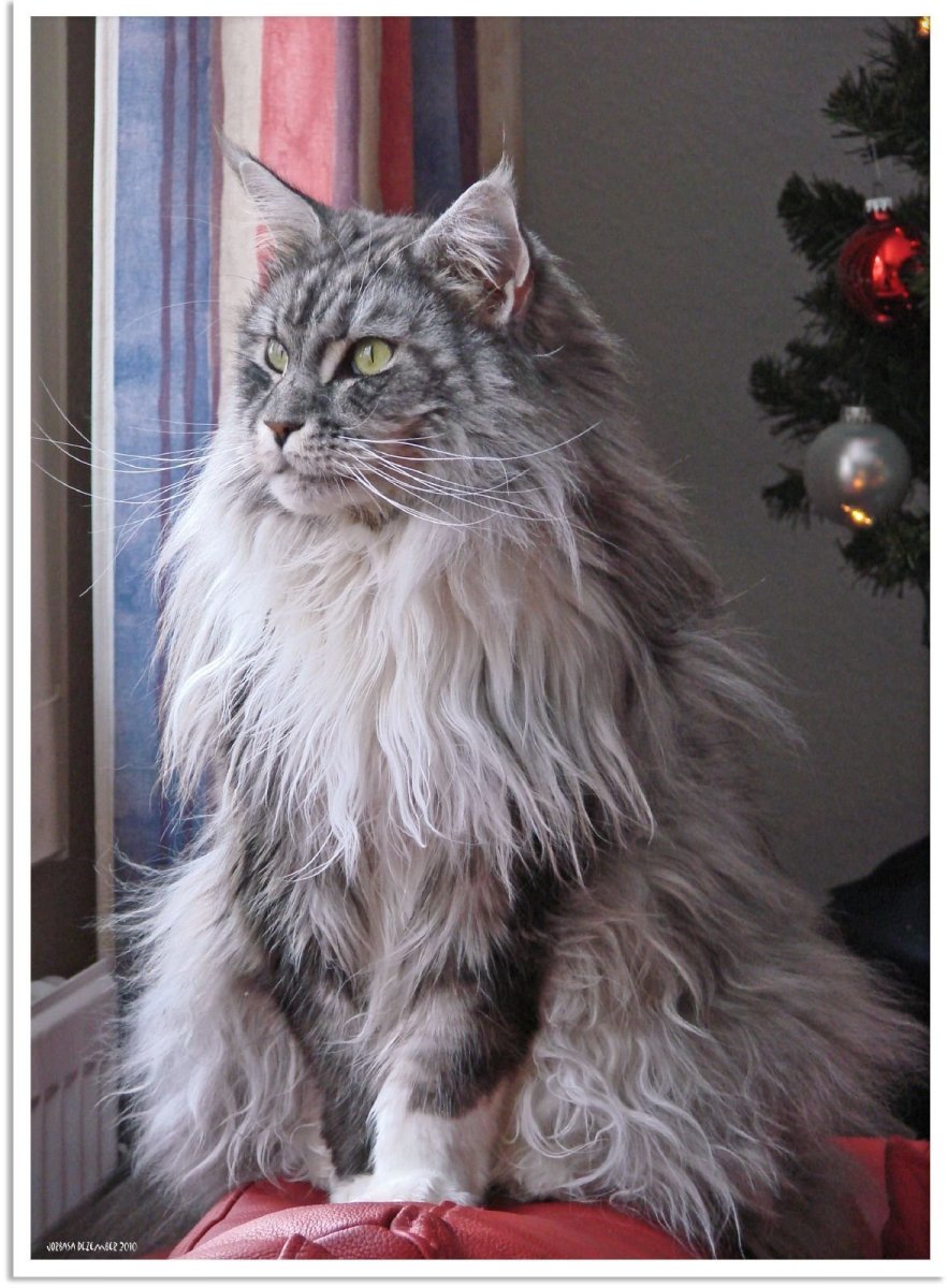 Персидский Мейн кун