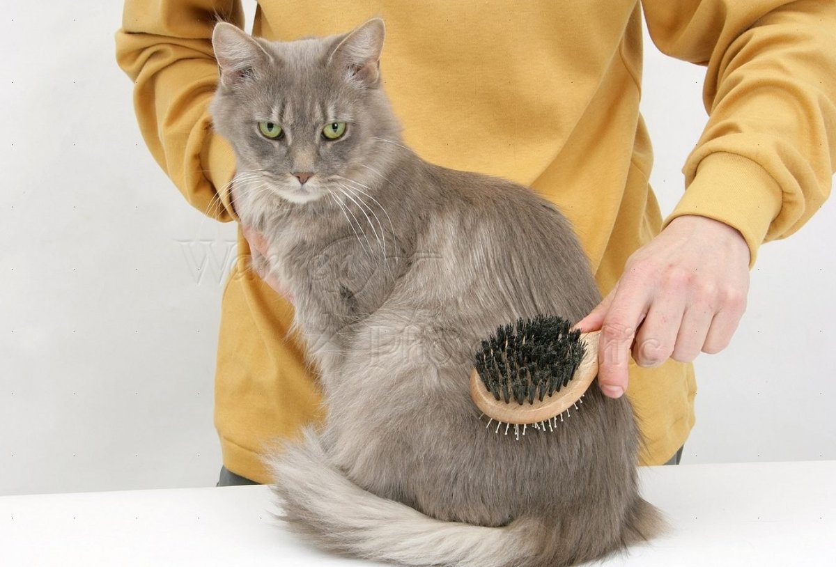 Забавный Мейн кун