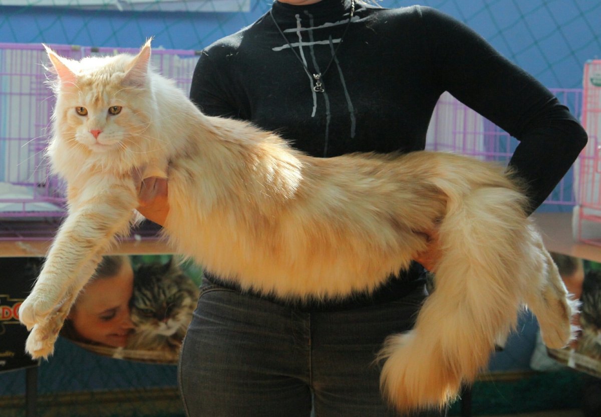 Мейн кун стрижка под дракона