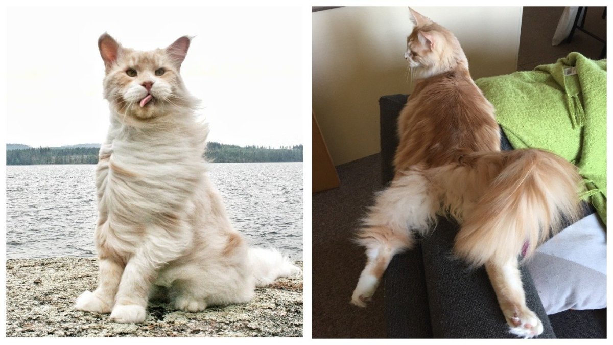 Белые Мейн куны