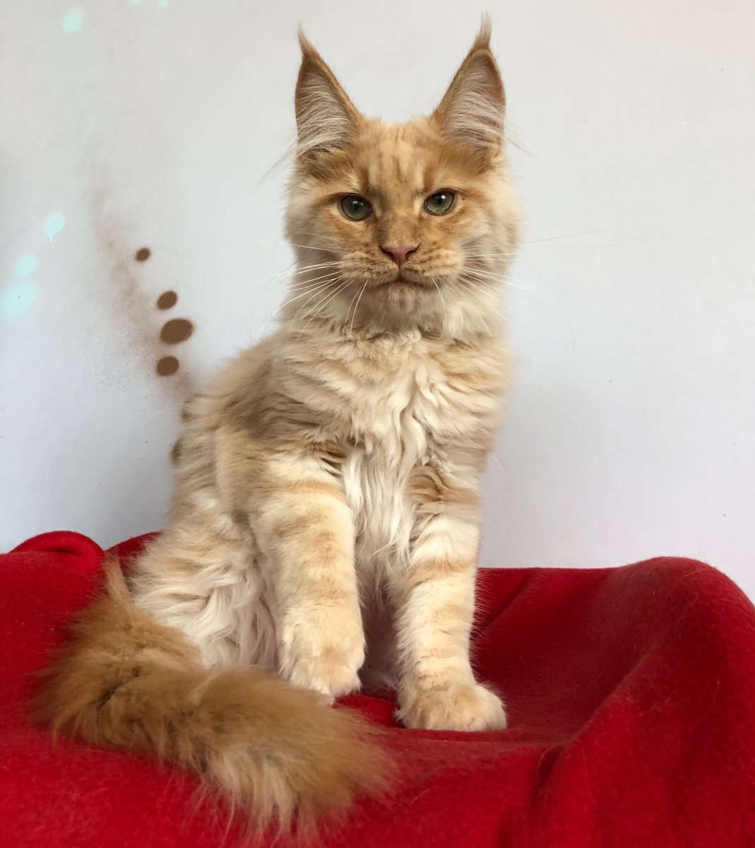 Забавный Мейн кун