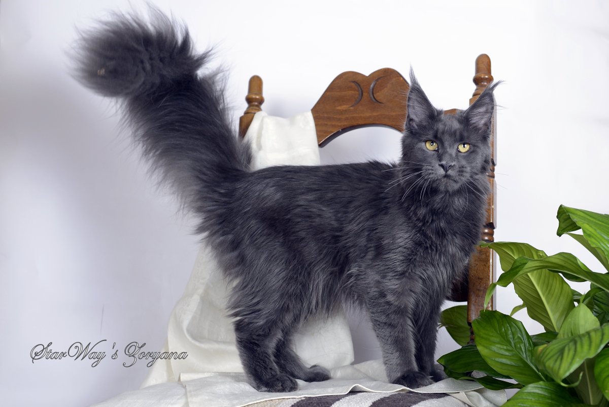 Стриженный Мейн кун