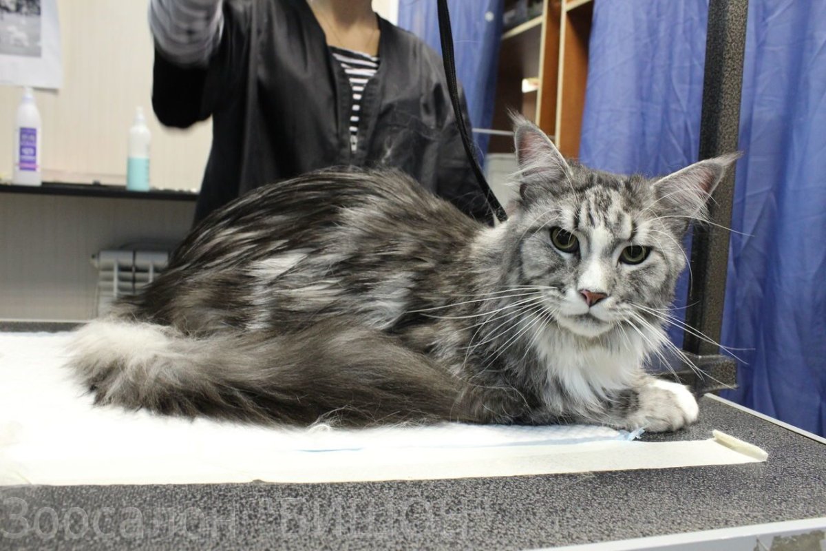 Стриженный Мейн кун