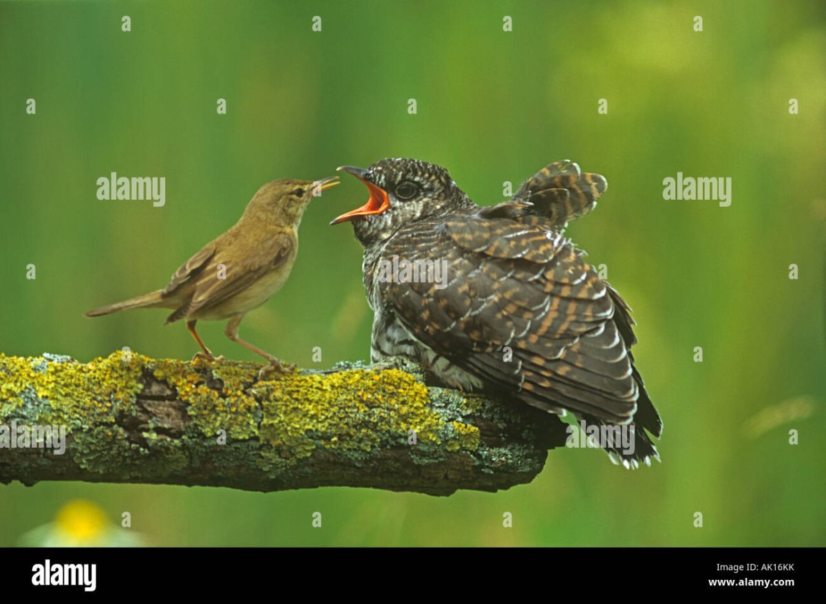 Пеночка и Кукушонок