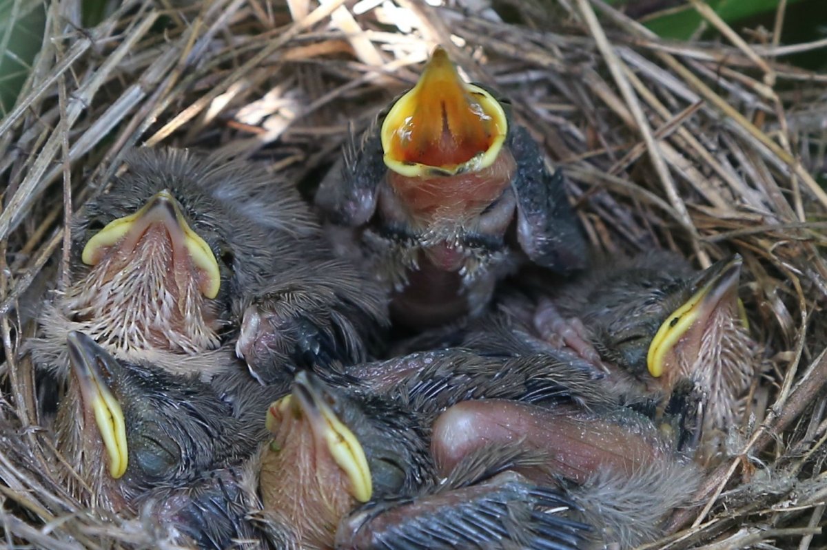 Воробей высиживает птенцов