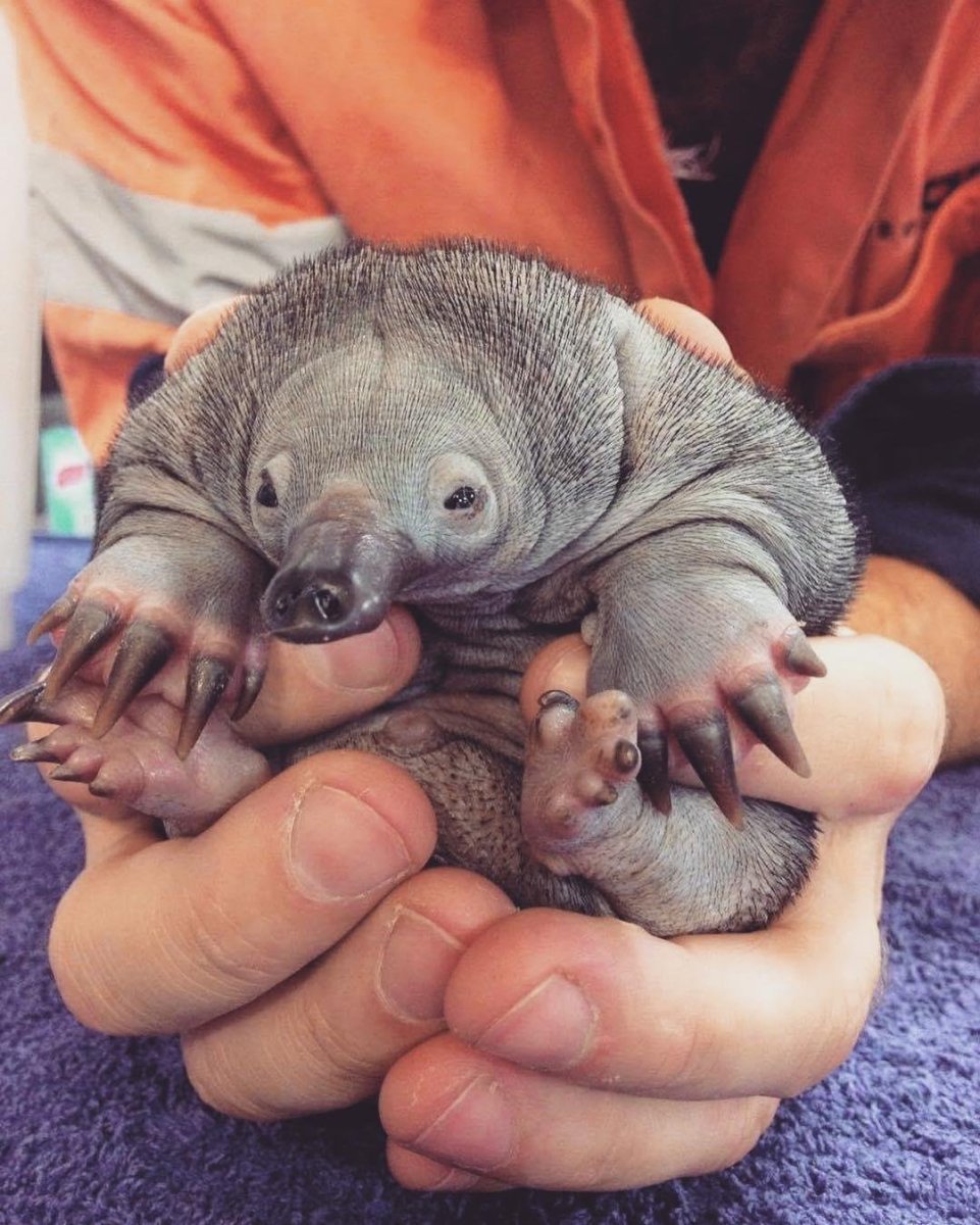 Крот землеройка звездонос