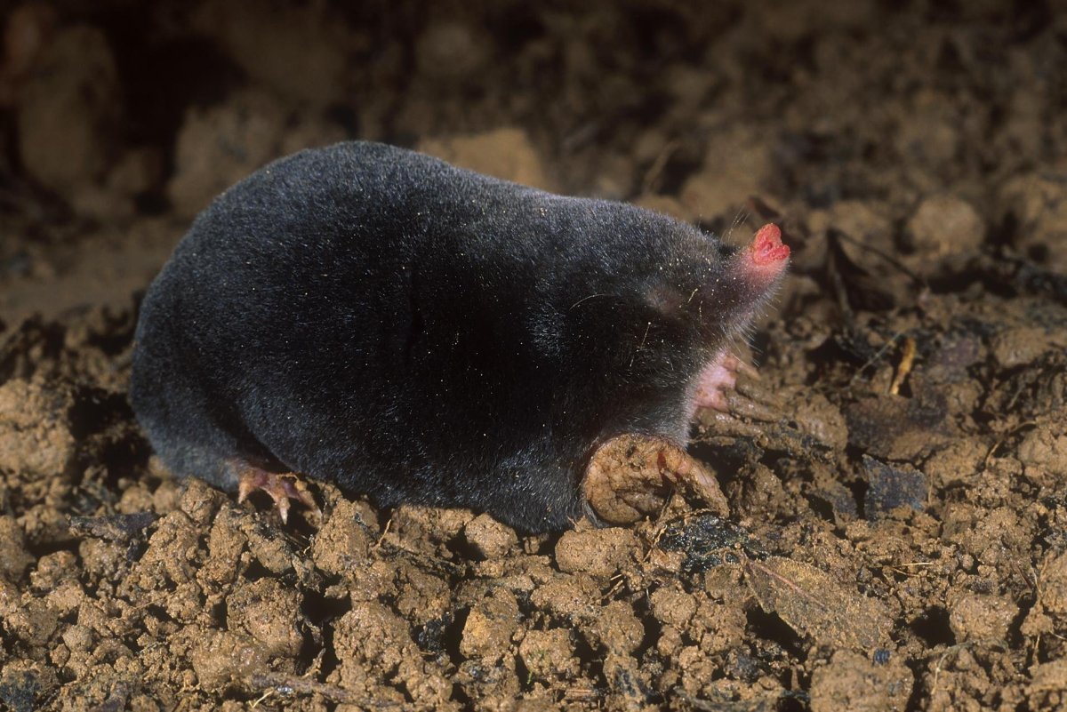 Американский землеройковый Крот