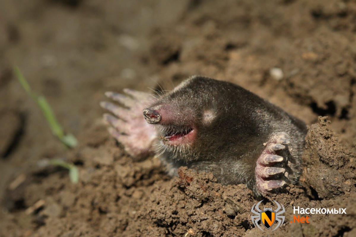 Смесь крота и крысы