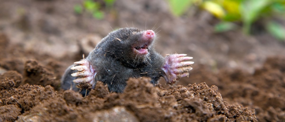 Звездорыл, или звездонос