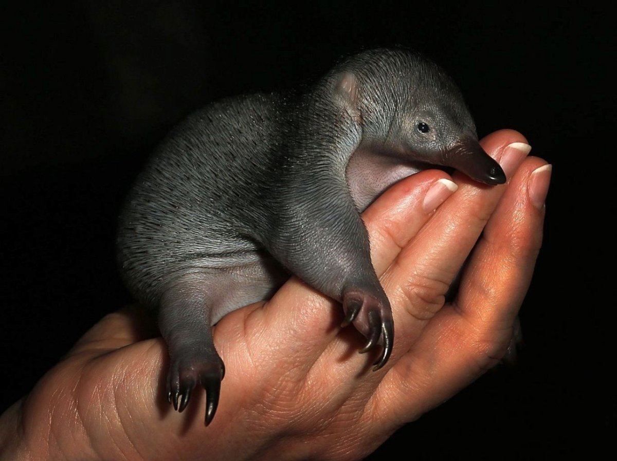 Ехидна детеныш