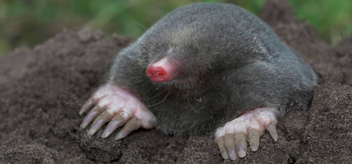Сибирский Крот (talpa altaica)