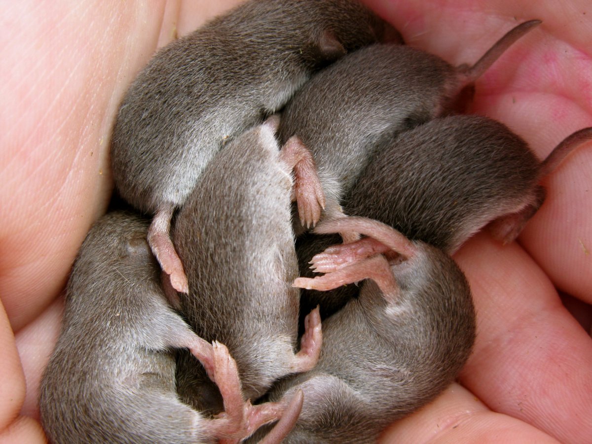 Маленькие кротики